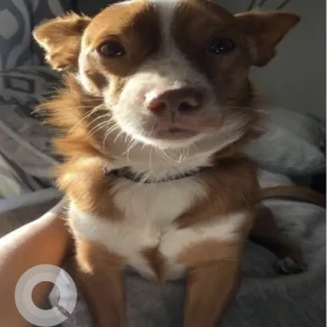 A White-Brown Mix Chihuahua X Dog Missing from Massachusetts Ave/Chesterton St