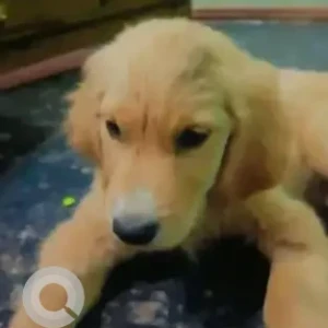A White-Brown Mix Golden Retriever Dog Missing from Indian institute of horticulture