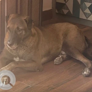 A Black and Brown Indie Dog Missing from GG1 Block Vikaspuri