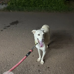 A White-Brown Mix Indie Dog Found from Nagoa, Parra-2