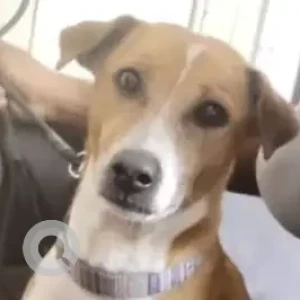 A White-Brown Mix Indie Dog Missing from Porur, Gerugambakam