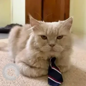 A Golden Persian Cat Missing from Kalidasa Road