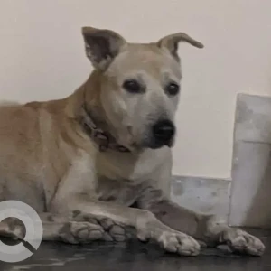 A White-Brown Mix Indie Dog Found from Sarvapriya Vihar, New Delhi-2