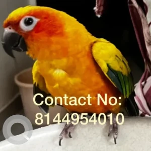 A Other Parrot Bird Missing from Choolaimedu