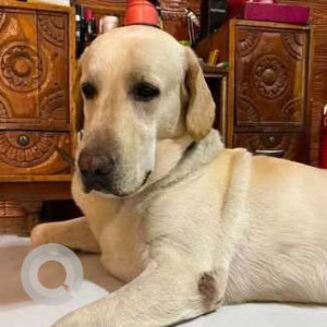 Missing: White Male Labrador Dog from Chakki naka kalyan (east)