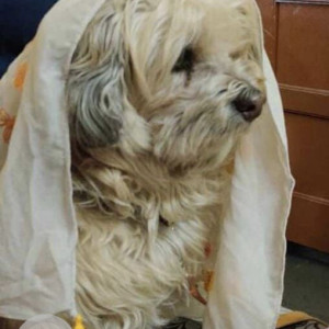White Male Shih Tzu Dog is Missing from Domalguda Hyderabad-2