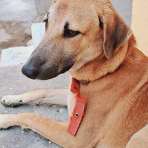 Missing: Brown Male Indie Dog from Shanthi Nagar, Lalapet.