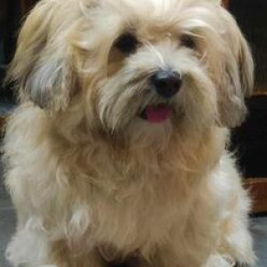 White Male Shih Tzu Dog is Missing from Domalguda Hyderabad