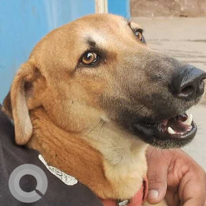 Missing: Brown Male Indie Dog from Shanthi Nagar, Lalapet.-2
