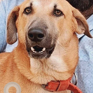 Missing: Brown Male Indie Dog from Shanthi Nagar, Lalapet.-3