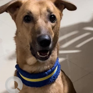 Missing: Brown Male Indie Dog from Gokul Village, Mira Road