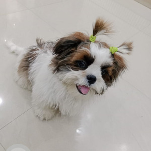 Missing: White-Brown Mix Male Shih Tzu Dog from By-pass road behind Sector 9, Faridabad-2