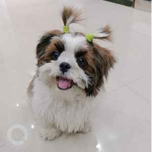 Missing: White-Brown Mix Male Shih Tzu Dog from By-pass road behind Sector 9, Faridabad