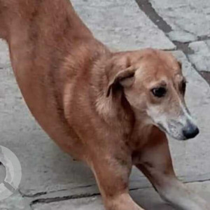 Missing: Brown Female Indie Dog from Camp Area Pune