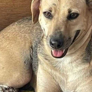 Tina is missing from Camp Area Pune
