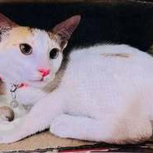 Missing: White-Brown Mix Male Indie Cat from St. Vincent Pallotti Church, OMBR Layout, Banaswadi