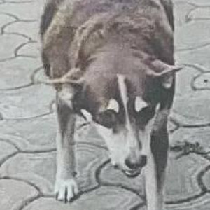 Missing: White-Brown Mix Male Indie Dog from Thalassa, Siolim-2