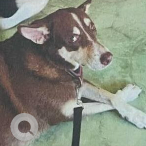 Missing: White-Brown Mix Male Indie Dog from Thalassa, Siolim-3