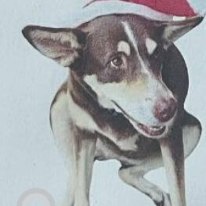 Missing: White-Brown Mix Male Indie Dog from Thalassa, Siolim-4