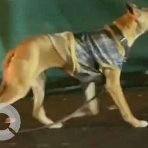 Missing: Brown Female Indie Dog from Leela Palace Hotel Chanakya Puri, Delhi-2