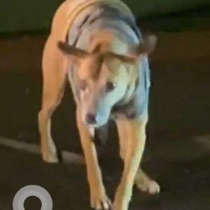 Missing: Brown Female Indie Dog from Leela Palace Hotel Chanakya Puri, Delhi