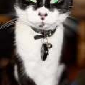 Missing: Black and White Male Indie Cat from Castle Hedingham CO9-2