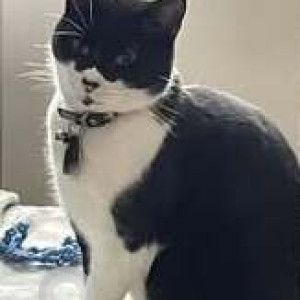 Missing: Black and White Male Indie Cat from Castle Hedingham CO9
