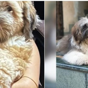 Missing: White-Brown Mix Female Shih Tzu Dog from Tapkir chowk Kalewadi, Pune-3
