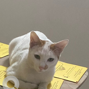 Missing: White-Brown Mix Male Indie Cat from Jayanagar 8th block-2