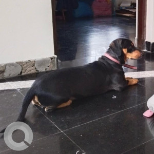Missing: Black and Brown Male Rottweiler Dog from HSR Layout,  Bommanahalli-2