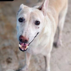 A White Indie Dog Missing from Nanmangalam, Chennai