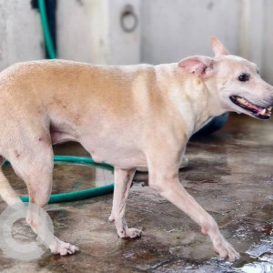 A White Indie Dog Missing from Nanmangalam, Chennai-2