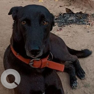 Missing: Black Male Indie Dog from Tagore Town, House No. 30, Allahabad, Uttar Pradesh