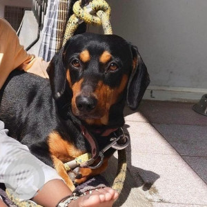 Missing: Black and Brown Male Rottweiler Dog from HSR Layout,  Bommanahalli