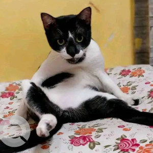 Missing: Black and White Male Indie Cat from JBCN International school-2