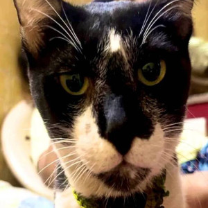 Missing: Black and White Male Indie Cat from JBCN International school-3