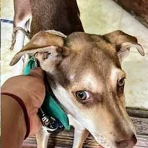 Missing: White-Brown Mix Male Indie Dog from Palace Cross Road Kia Showroom-2