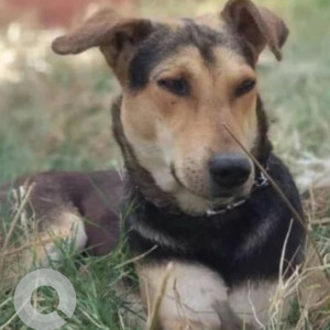 Missing: Black and Brown Male Indie Dog from Jharera Village Delhi cantt