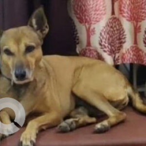 Missing: Brown Female Indie Dog from Aynavaram, Chennai