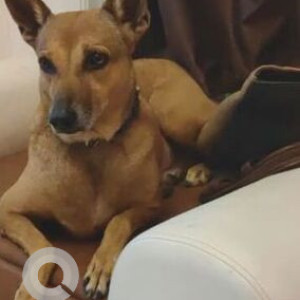 Missing: Brown Female Indie Dog from Aynavaram, Chennai-2