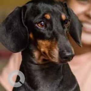 Missing: Black and Brown Female Dachshund Dog from Parimal Garden