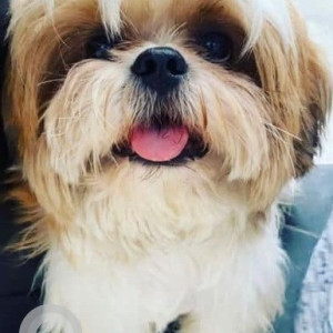 Missing: White-Brown Mix Male Shih Tzu Dog from Chinthal Basthi
