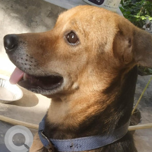 Missing: Brown Male Indie Dog from Chinna Kodungaiyur