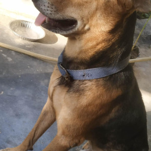 Missing: Brown Male Indie Dog from Chinna Kodungaiyur-2