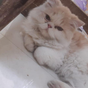 Found: White-Brown Mix Female Persian Cat from Towlichoki-2