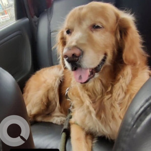 A Brown Golden Retriever Dog Missing from Zone 10 Kodambakkam, Chennai