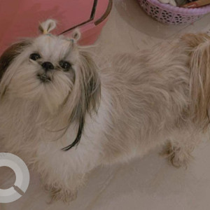 Missing: White Female Shih Tzu Dog from Sector 61, Gurgaon-2
