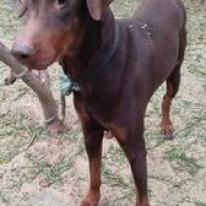 Found: Brown Male Dobermann Dog from Triveni Garden Road, Gadaipur Farms, Off Mandi Road, New Delhi-2