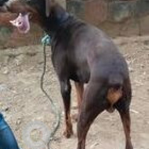 Found: Brown Male Dobermann Dog from Triveni Garden Road, Gadaipur Farms, Off Mandi Road, New Delhi-4