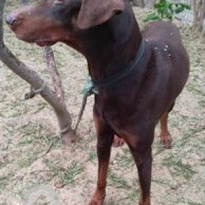 Found: Brown Male Dobermann Dog from Triveni Garden Road, Gadaipur Farms, Off Mandi Road, New Delhi-3